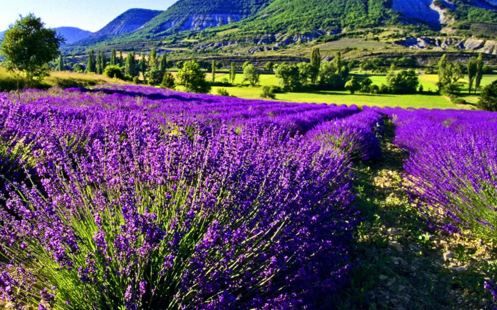 Séminaire Provence et Teambuilding dans le sud de la France